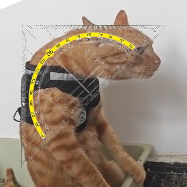 Official protractor measurement of the stoop